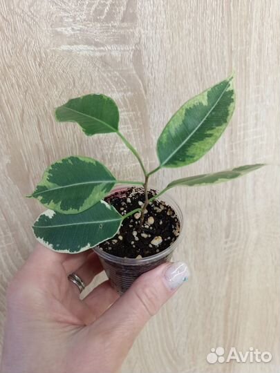 Сортовые фикусы часть 1