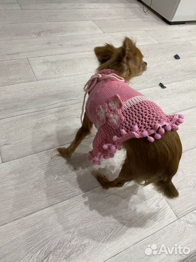 Одежда для собак мелких пород
