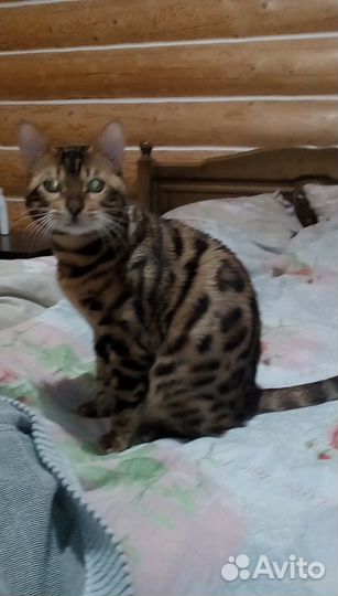 Бенгальский кот вязка