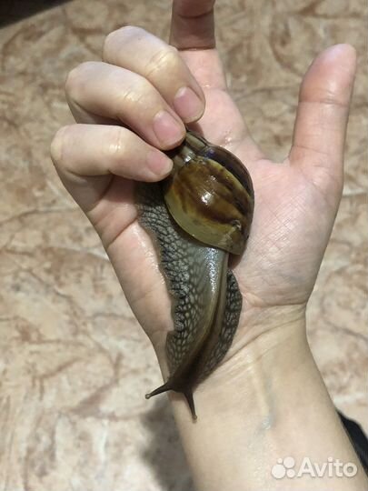 Улитки Ахатина Иммакулята