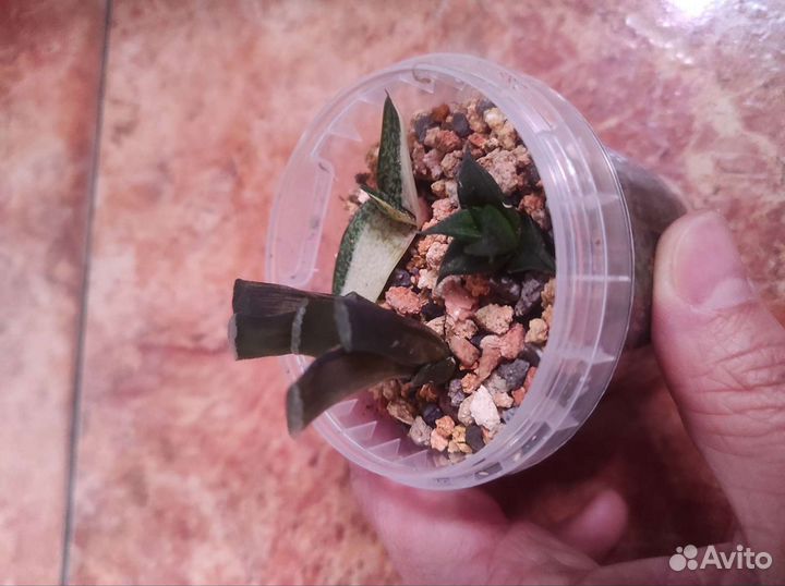 Haworthia и gasteria набором 7 штук