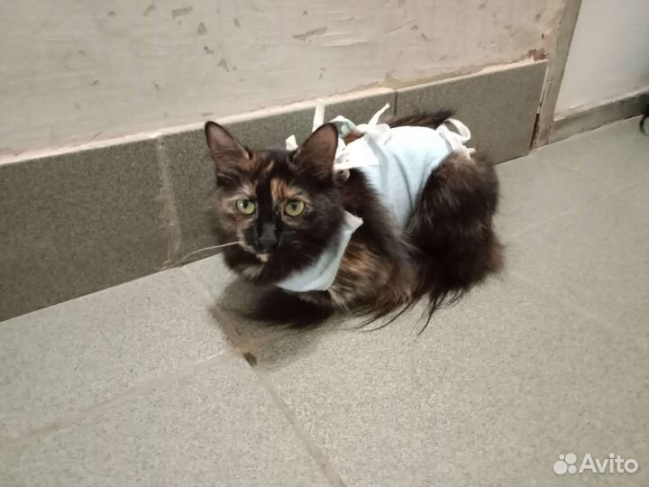 Пушистая милаха