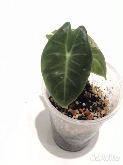 Алоказии детки