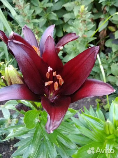 Лилия,монарда,флоксы