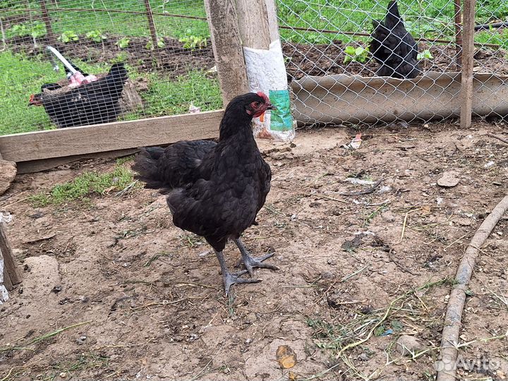 Молодые петушки