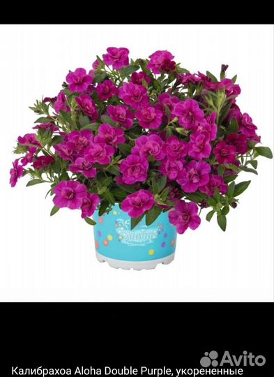 Укоренённые черенки калибрахоа