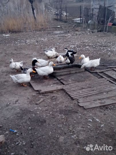 Утки Кряква Домашние