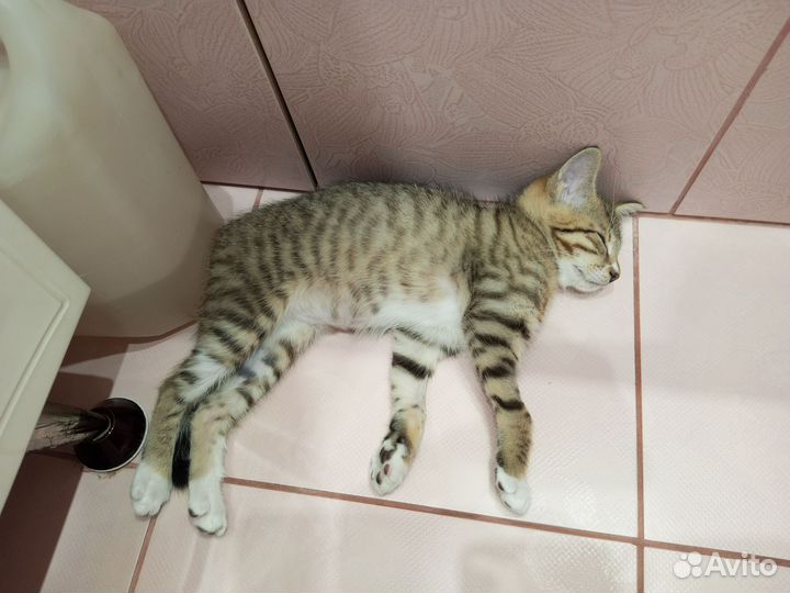 Отдам бесплатно кошку