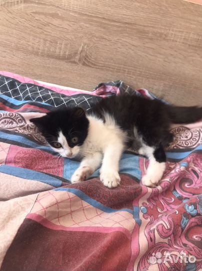 Кошка в дар бесплатно