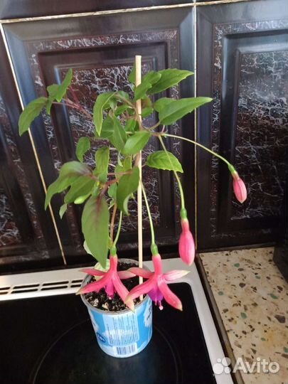 Фуксия, толстянка