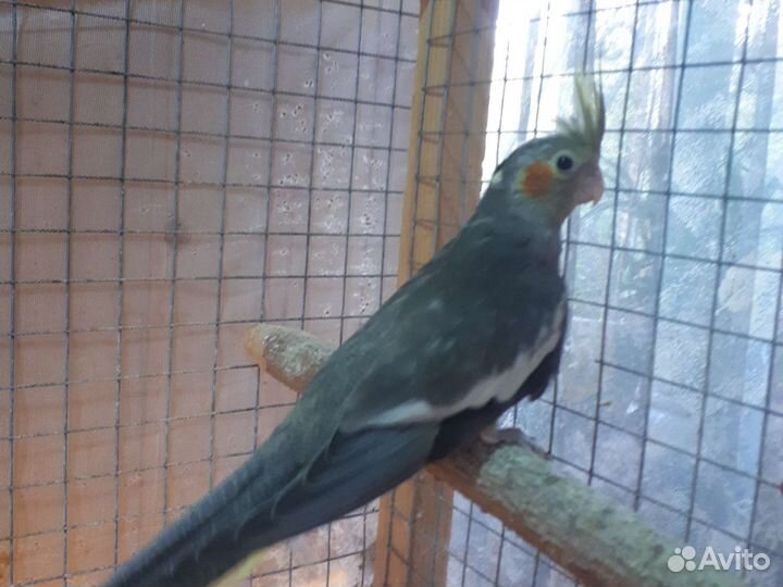 Попугай корелла птенец