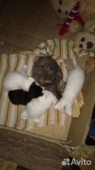 Кошка в дар бесплатно