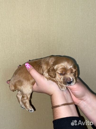 Кокер спаниель