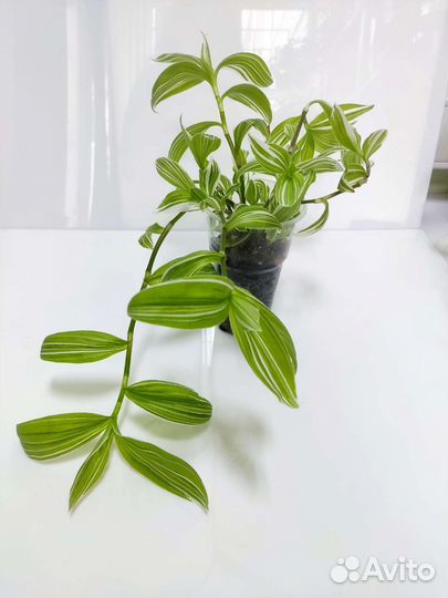 Традесканция