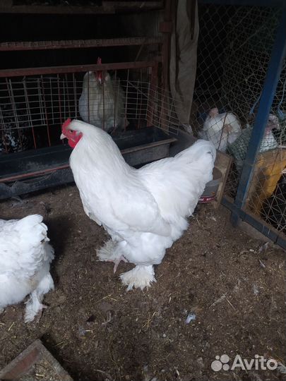 Брама мрамор, кохинхин, лакиданзци