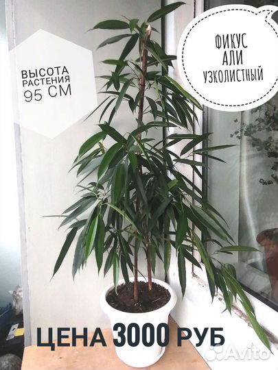 Фикус Али узколистный