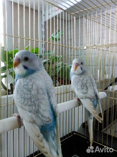 Попугайчики из гнезда ручные