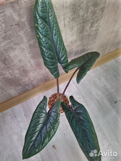 Алоказия Скальпрум