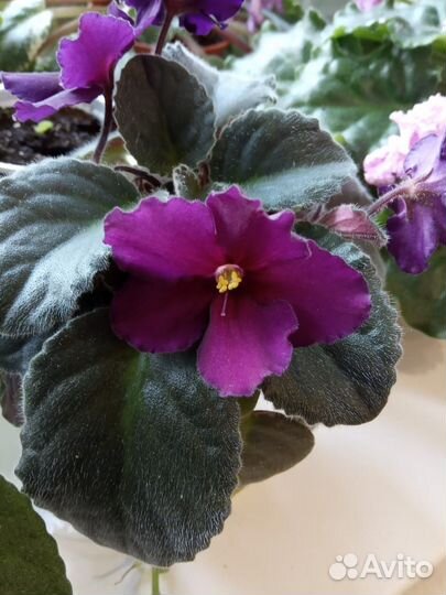 Комнатные цветы