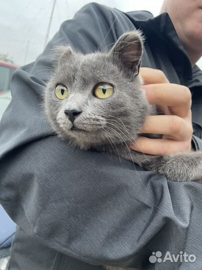 Кот молодой