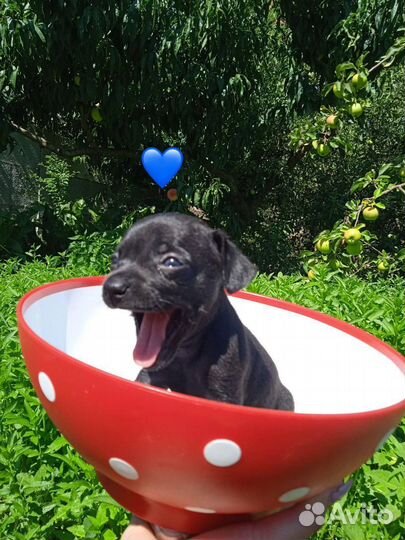 Той-терьер щенки