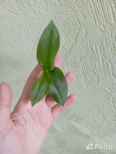 Традесканция