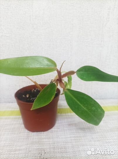 Стрелиция, филодендроны, пилея, традесканция