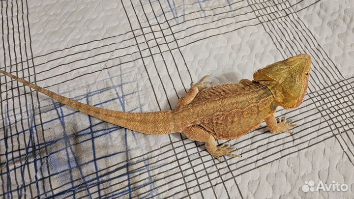 Бородатая агама с террариумом