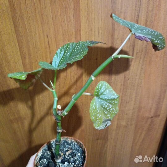 Бегония