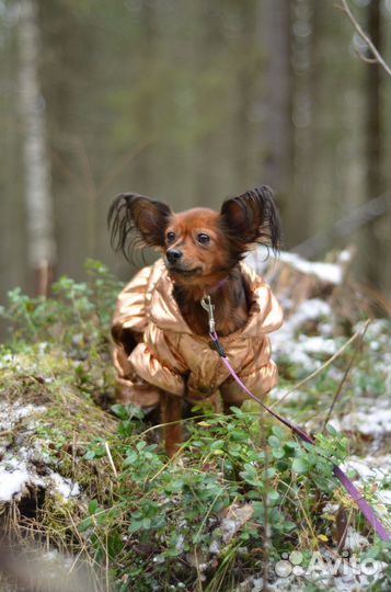 Выгул собак