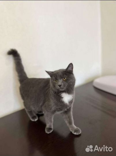 Мальчик Бруно в добрые руки