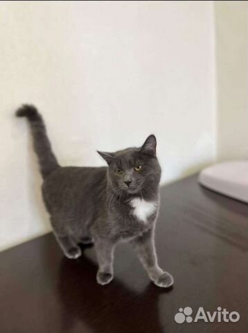 Мальчик Бруно в добрые руки