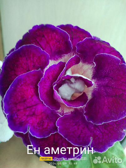 Глоксиния махровая детки