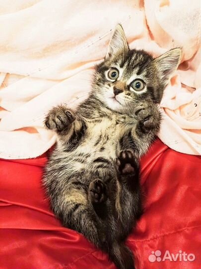 Котята в самые хорошие руки