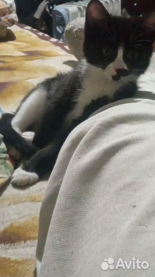 Сиамские котята