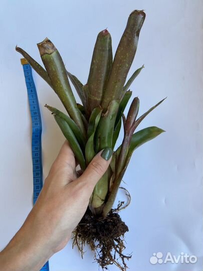 Неорегелия