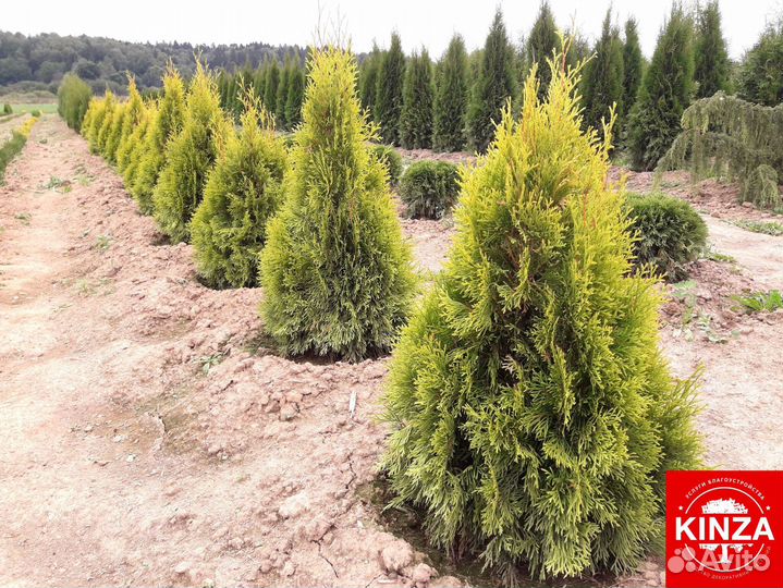 Туя смарагд 1,92 м