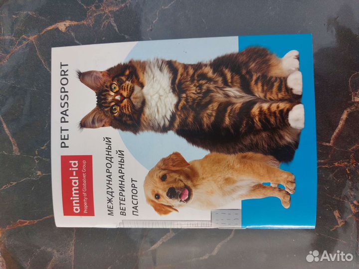 Померанский шпиц