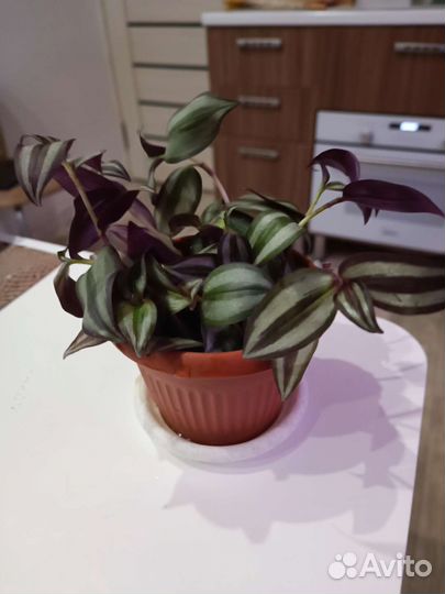 Традесканция зебрина