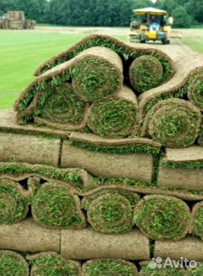 Рулонный газон