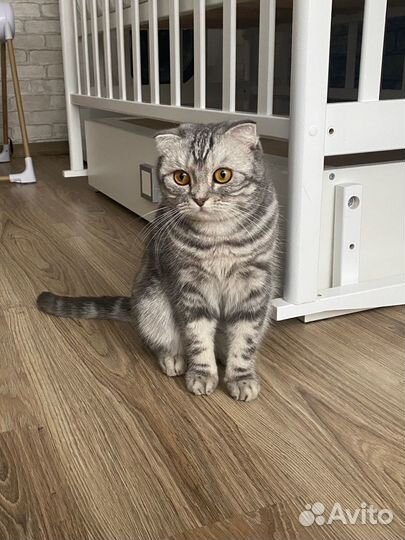 Шотландский котенок мальчик