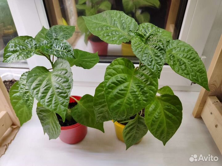 Рассада острого перца