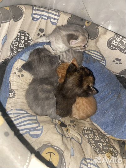 Котята в добрые руки