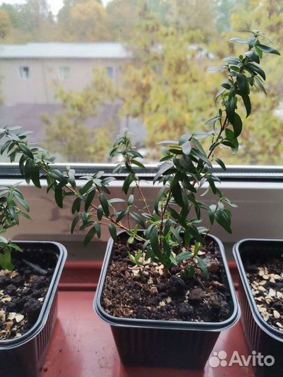 Комнатные цветы и садовые