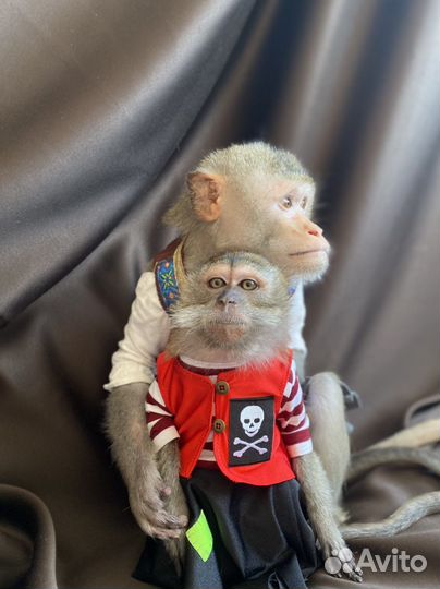 Обезьянка на праздник