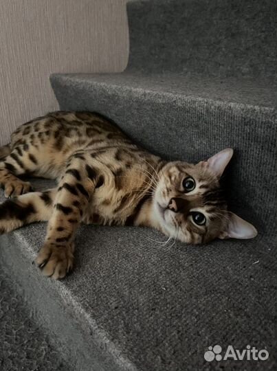 Бенгальский кот вязка