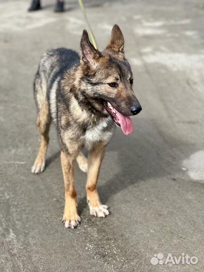 Собака в добрые руки