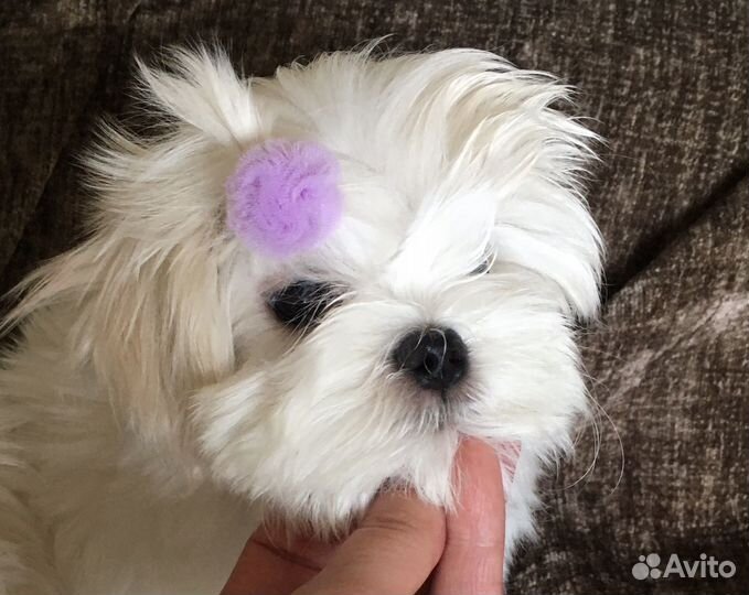 Мальтезе корея