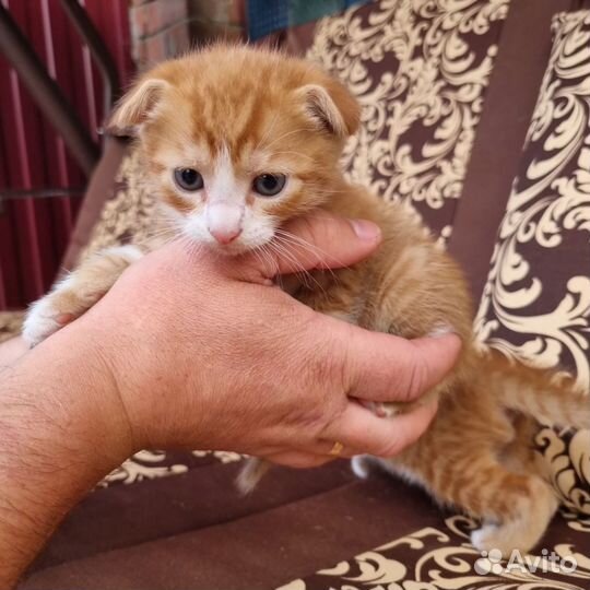 Кошка в дар