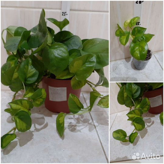 Сциндапсус Дарк Форм, Эпипремнум, Филодендрон